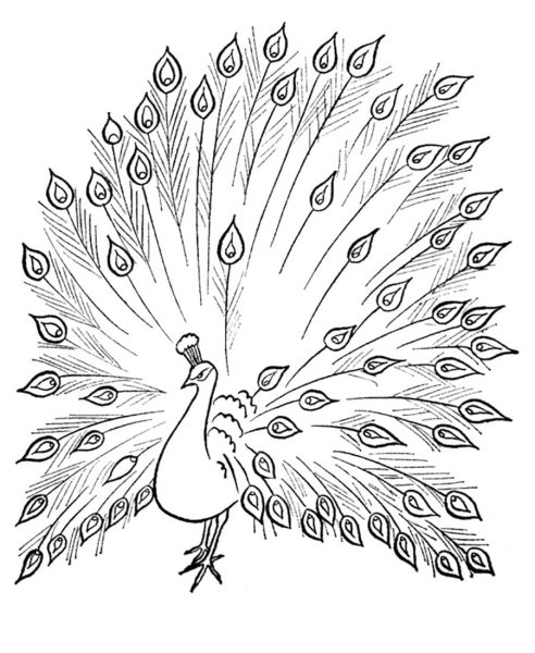 Павлин. Раскраска
