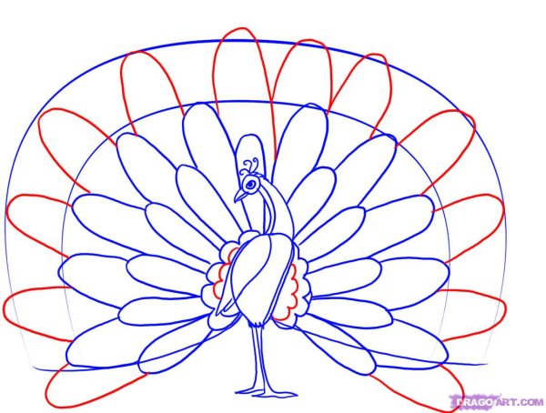 Нарисовать павлина