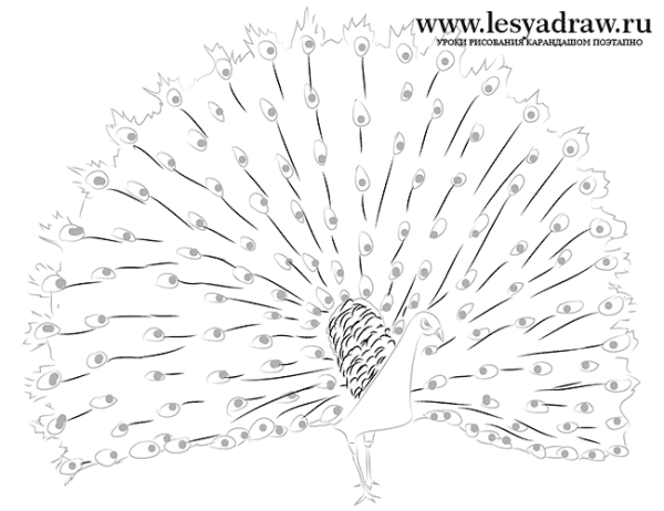 Павлин рисунки карандашом для начинающих