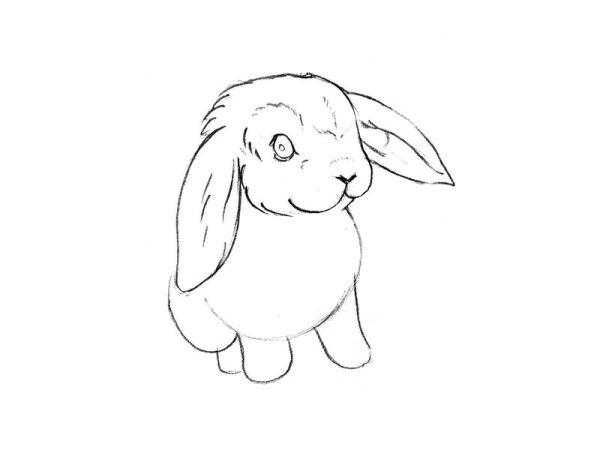 Кролик референс