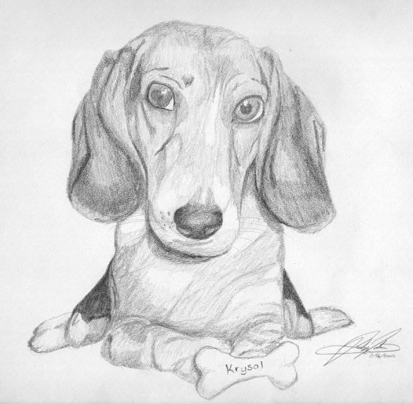 Бигль для срисовки