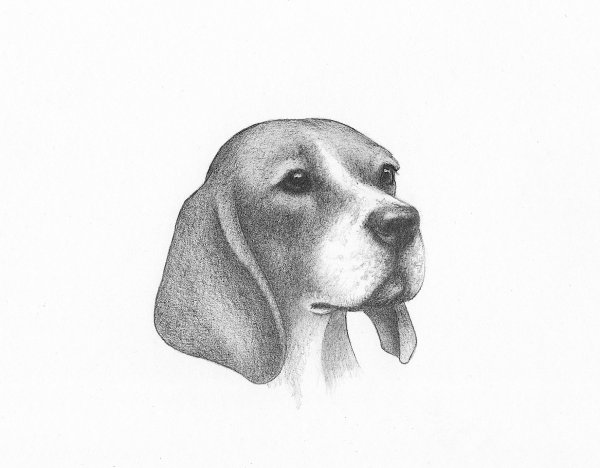 Бигль для срисовки