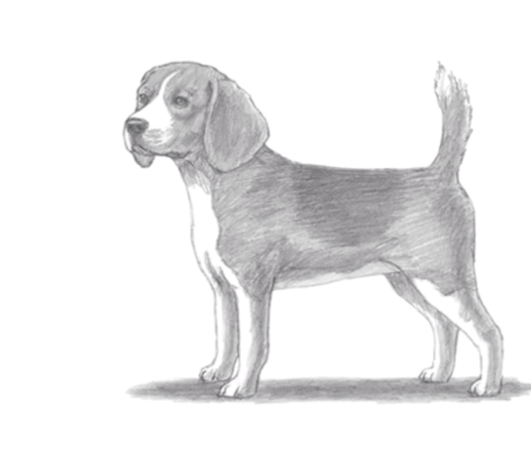 Раскраска Бигль