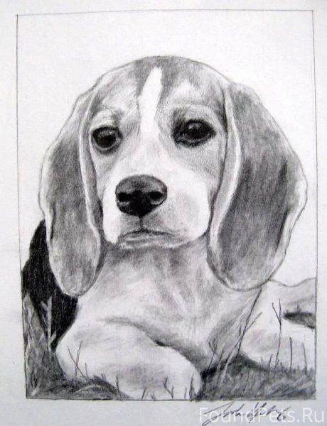 Собака Бигль карандашом