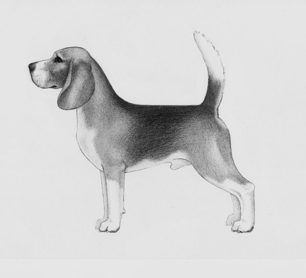 Бигль собака