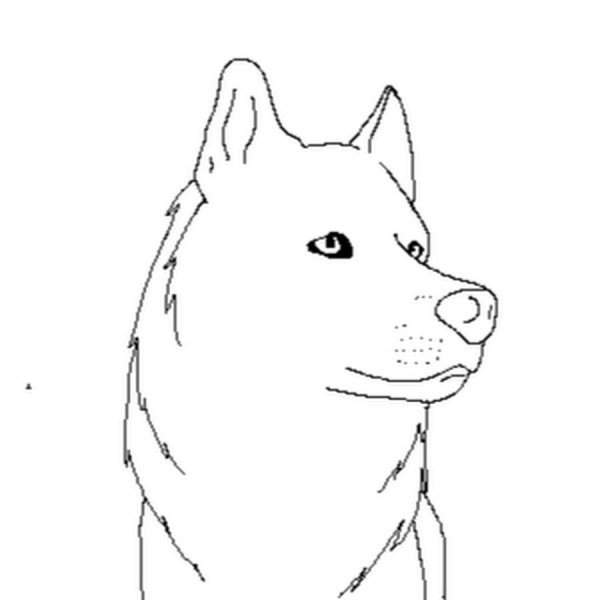 Раскраска собака лайка