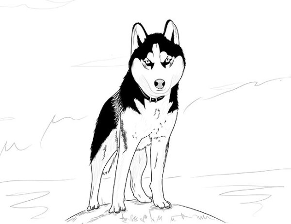 Хаски рисунок карандашом