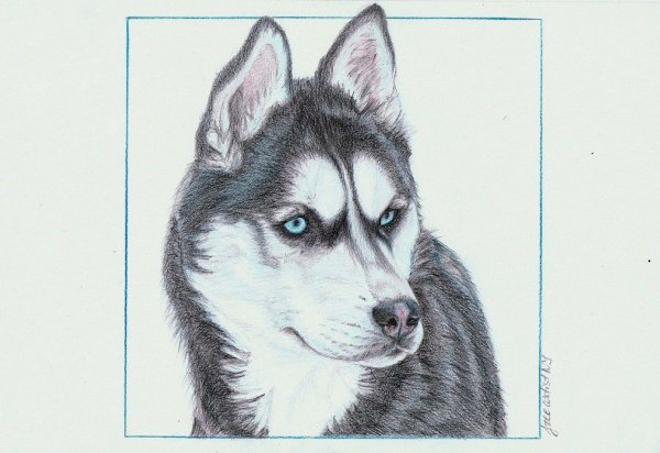 Хаски рисунок карандашом