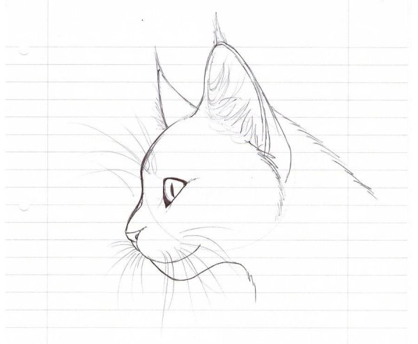 Рисунок кошки легкий для срисовки