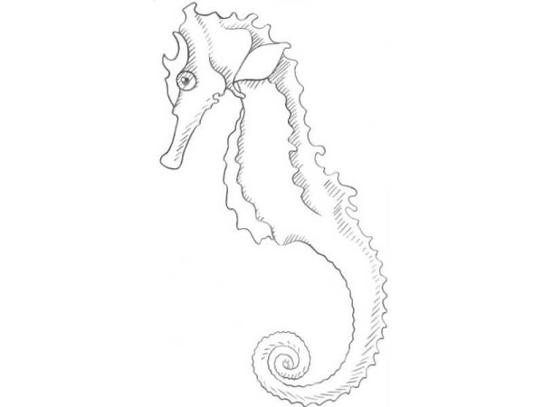 Морской конек карандашом