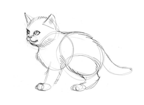 Kellas Campbell кошки