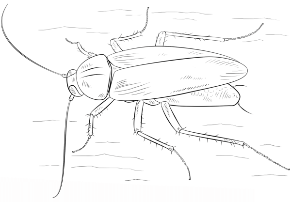 Кузнечик рисунок