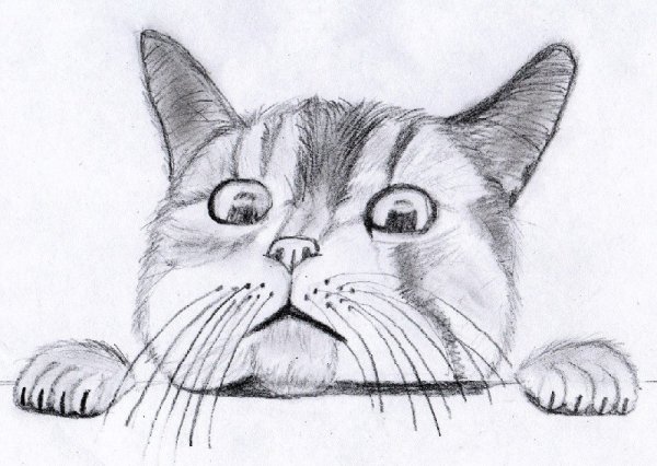Котики для срисовки карандашом