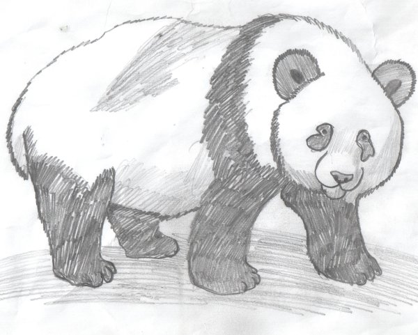 Рисунок медведя карандашом для срисовки