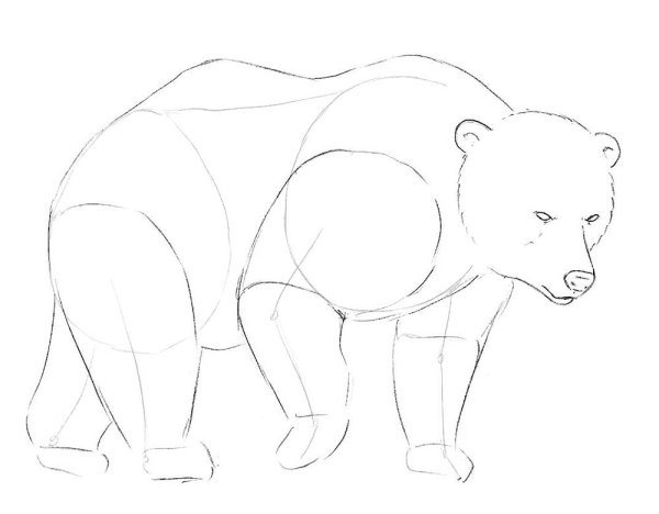 Рискунк имедведя карандашом