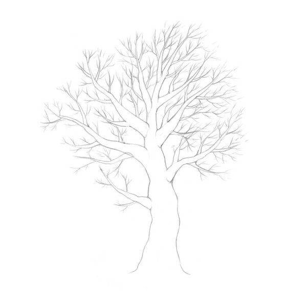 Красивое дерево для срисовки