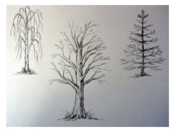 Рисование деревьев разных пород