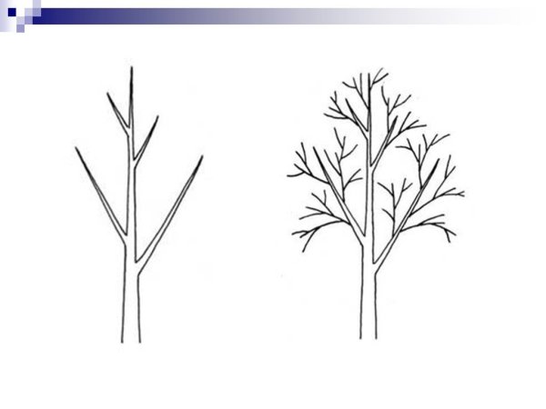 Пошаговое рисование дерева