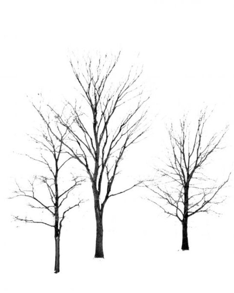 Силуэты деревьев для рисования