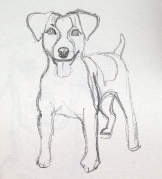 Как нарисовать Джек Рассела терьера легко