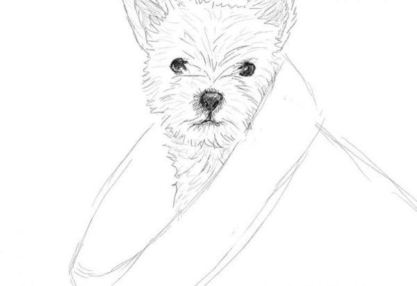 Собачка карандашом легко