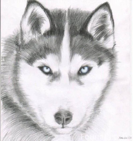 Хаски рисунок карандашом