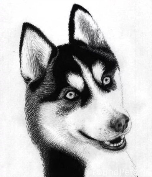 Хаски рисунок