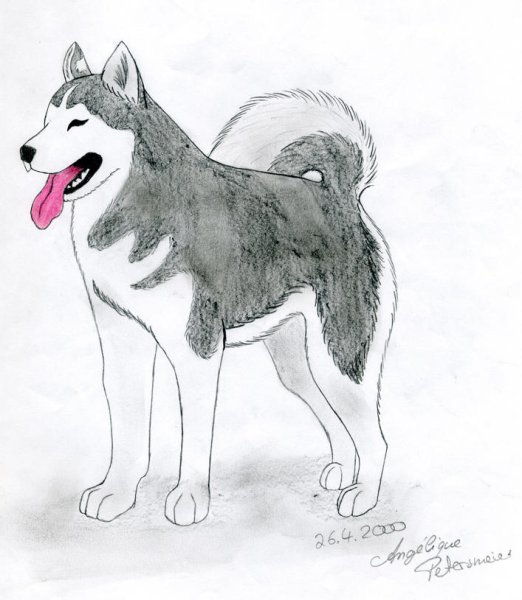 Рисование собаки хаски