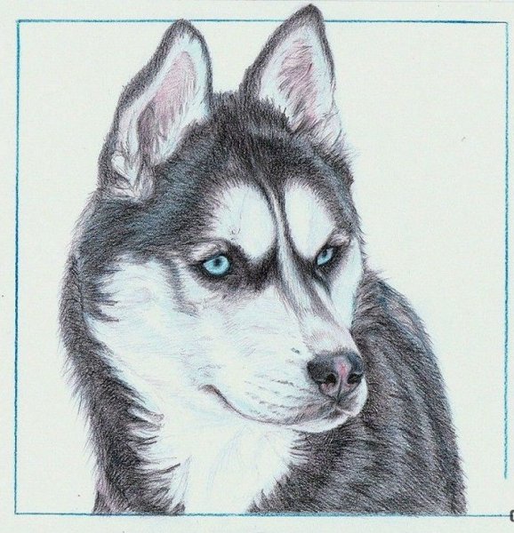 Хаски рисунок карандашом