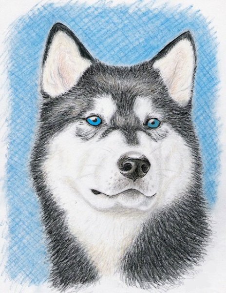 Хаски рисунок для срисовки