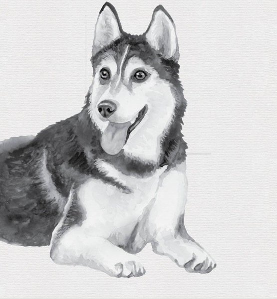 Собаки для срисовки карандашом для начинающих