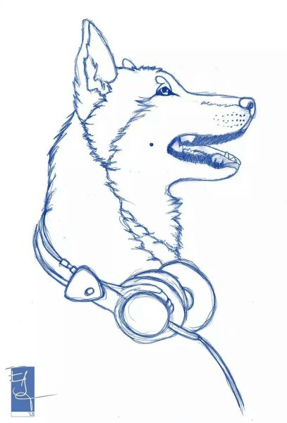 Раскраска хаски