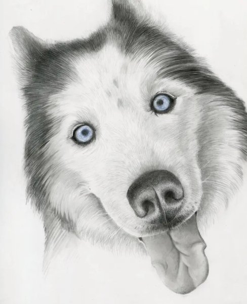 Хаски рисунок пошагово