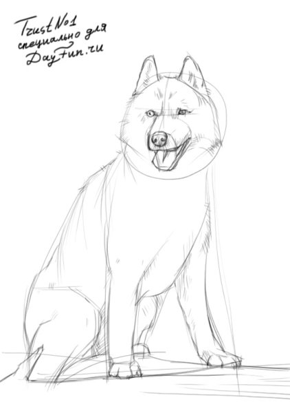 Собака рисунок карандашом