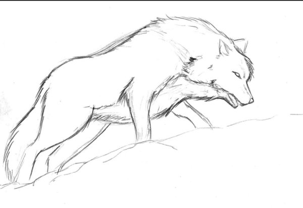 Срисовка Волков для начинающих