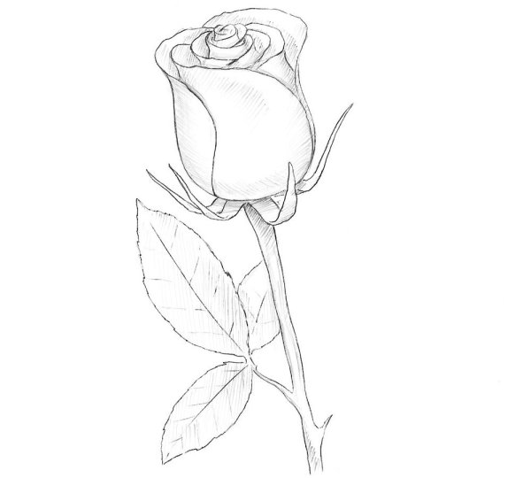 Роза раскраска