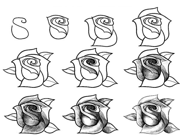 Роза рисунок карандашом для срисовки для начинающих