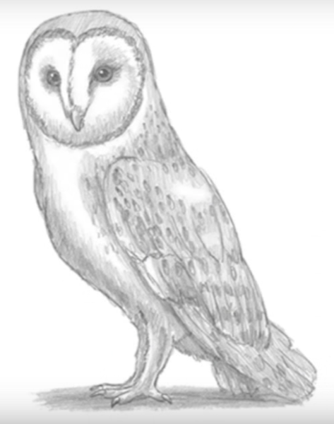 Рисунок Совы карандашом для срисовки 4 класс