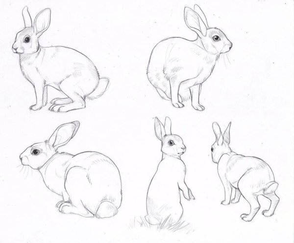 Заяц референс