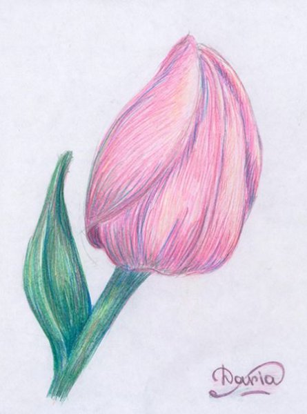 Цветы цветными карандашами легкие