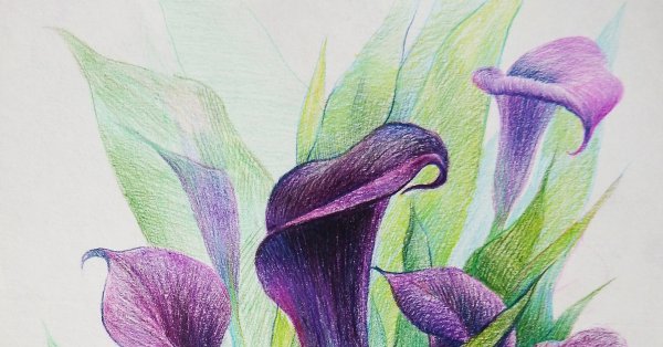 Зарисовки цветов цветными карандашами