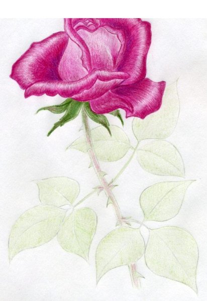 Роза цветными карандашами