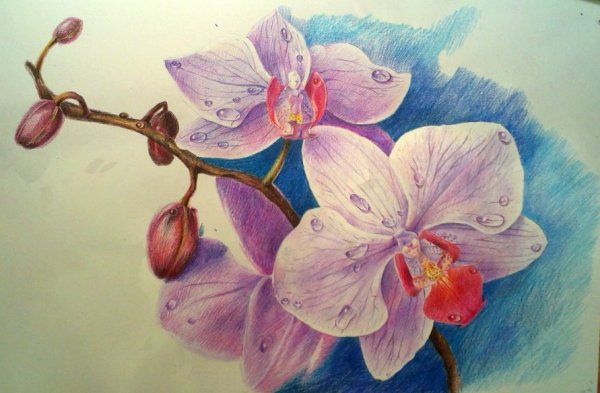 Зарисовки цветов цветными карандашами