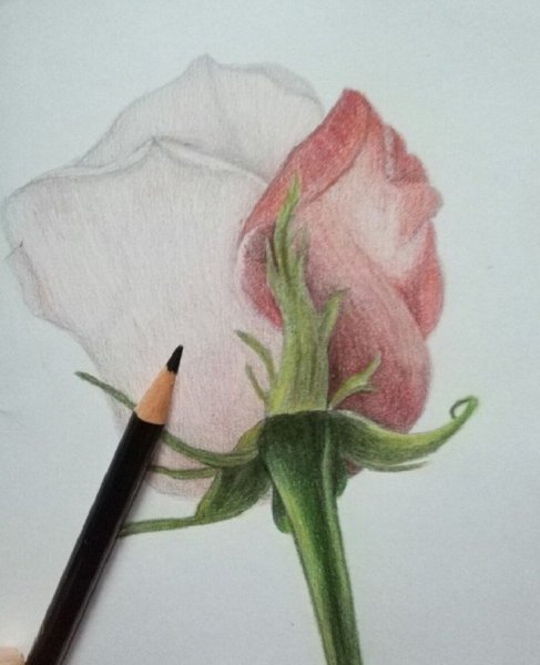 Цветы акварельными карандашами