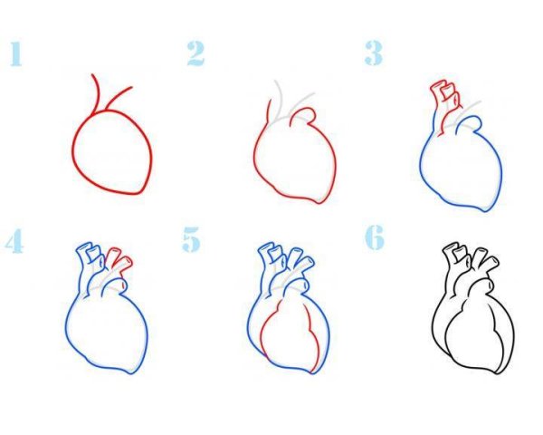 Поэтапное рисование сердца человека