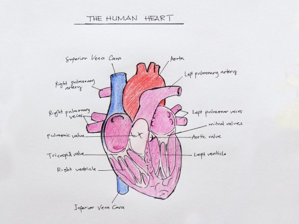 Анатомическое строение сердца рисунок