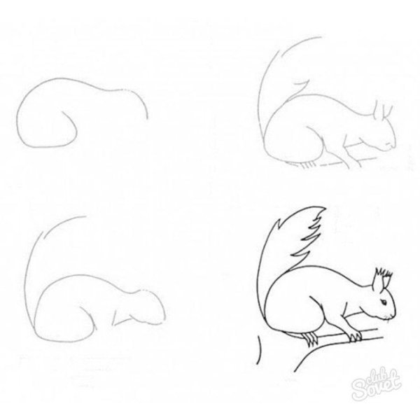 Белочка рисунок