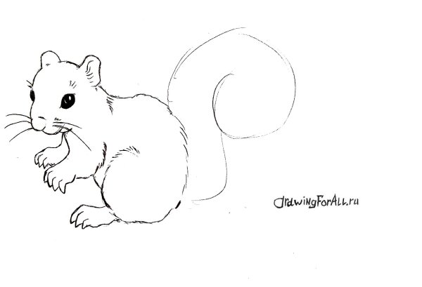 Рисование белки с детьми