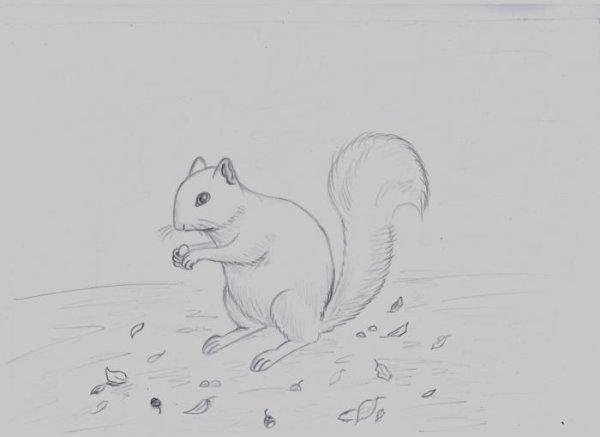 Как рисовать белочку поэтапно для детей