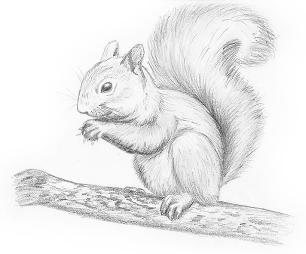 Раскраска Белочка